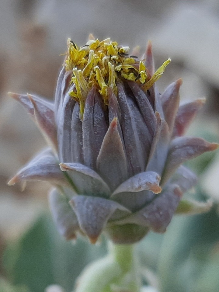 Taraxacum gracilens