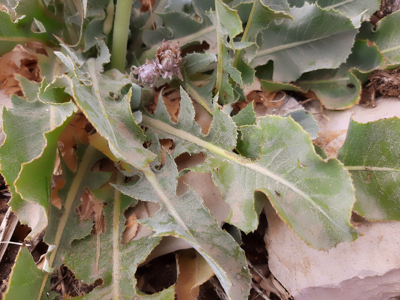 Taraxacum gracilens