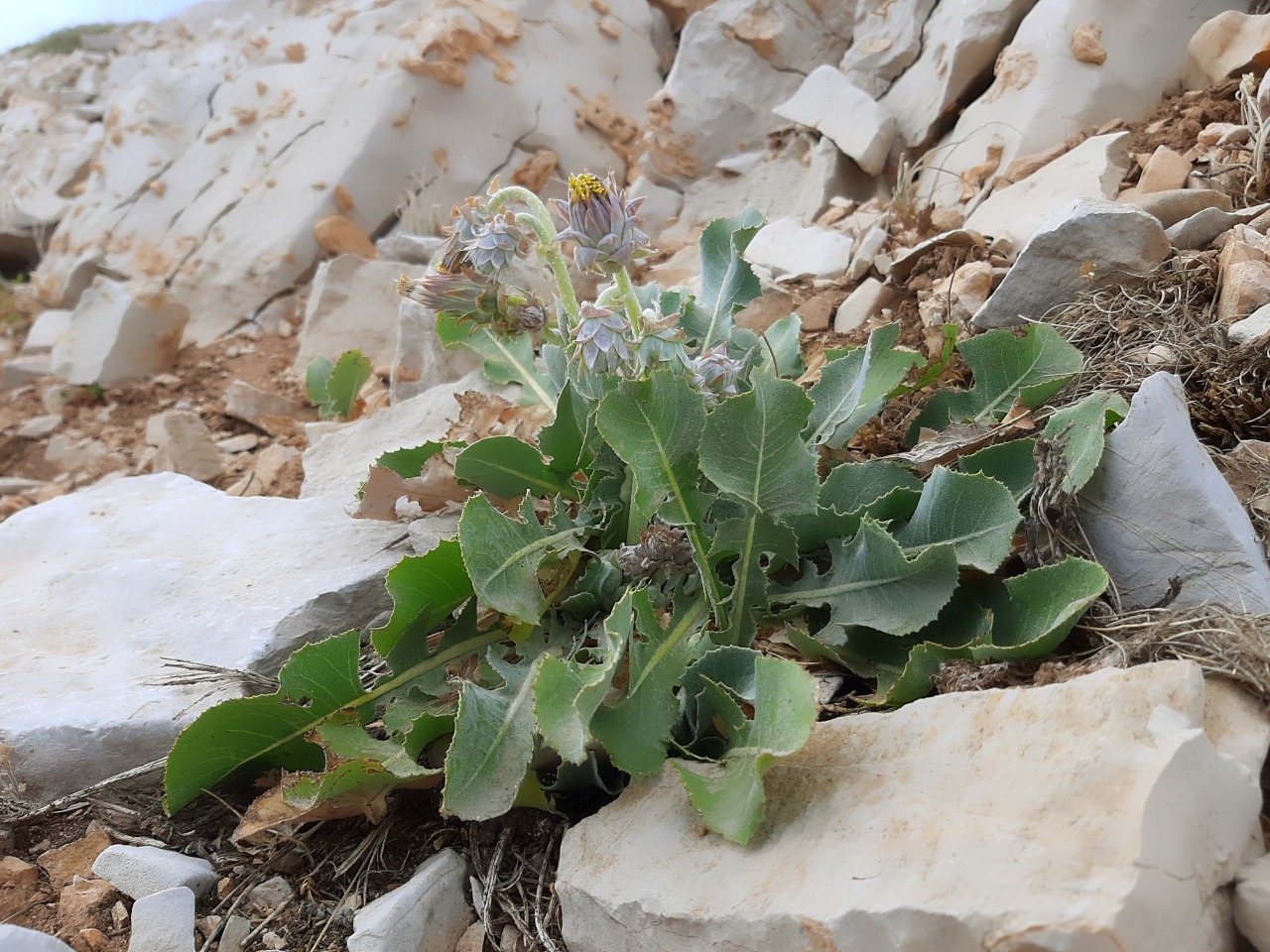 Taraxacum gracilens