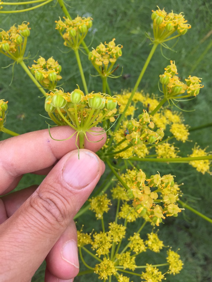 Prangos ferulacea
