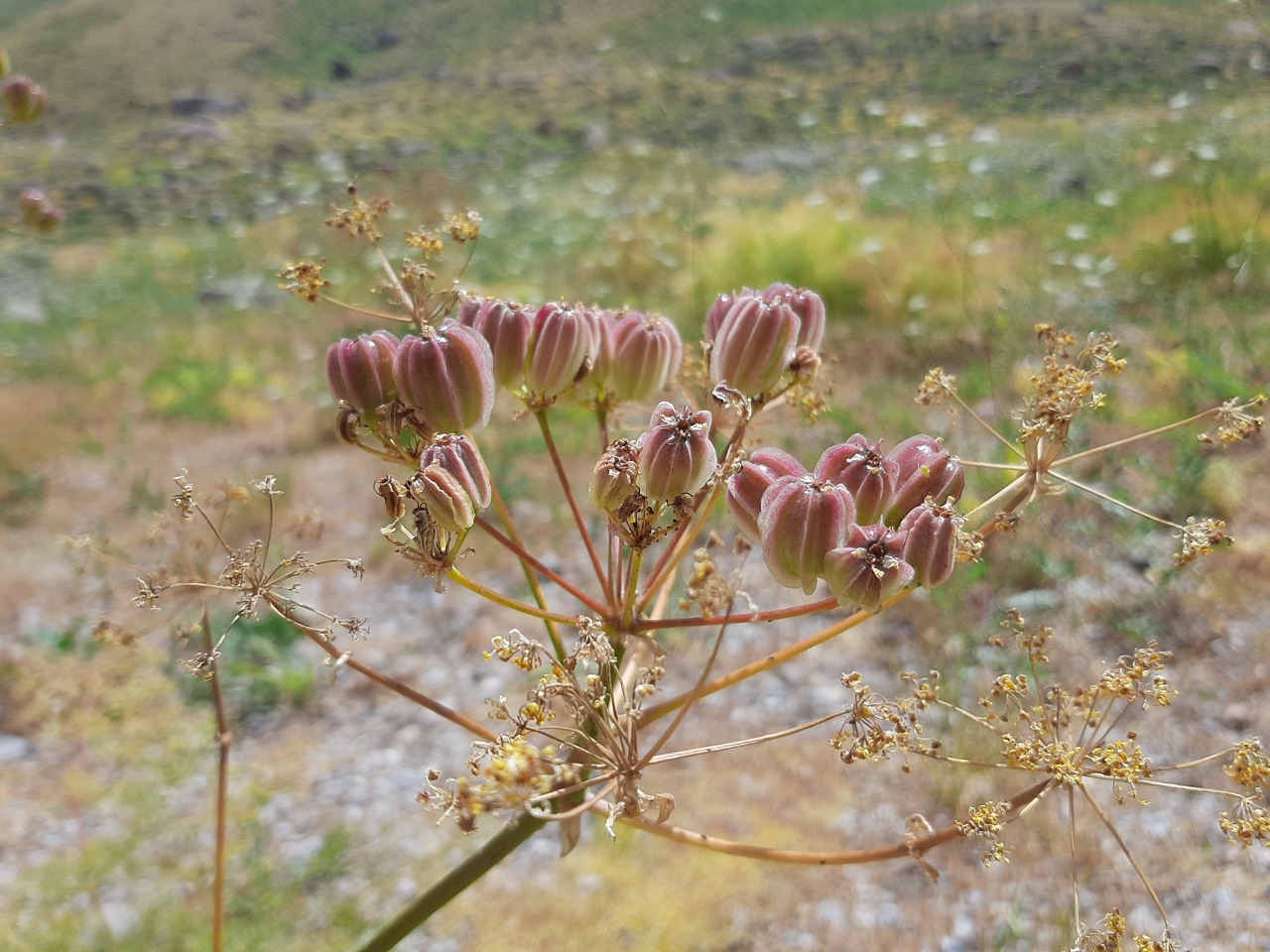 Prangos ferulacea