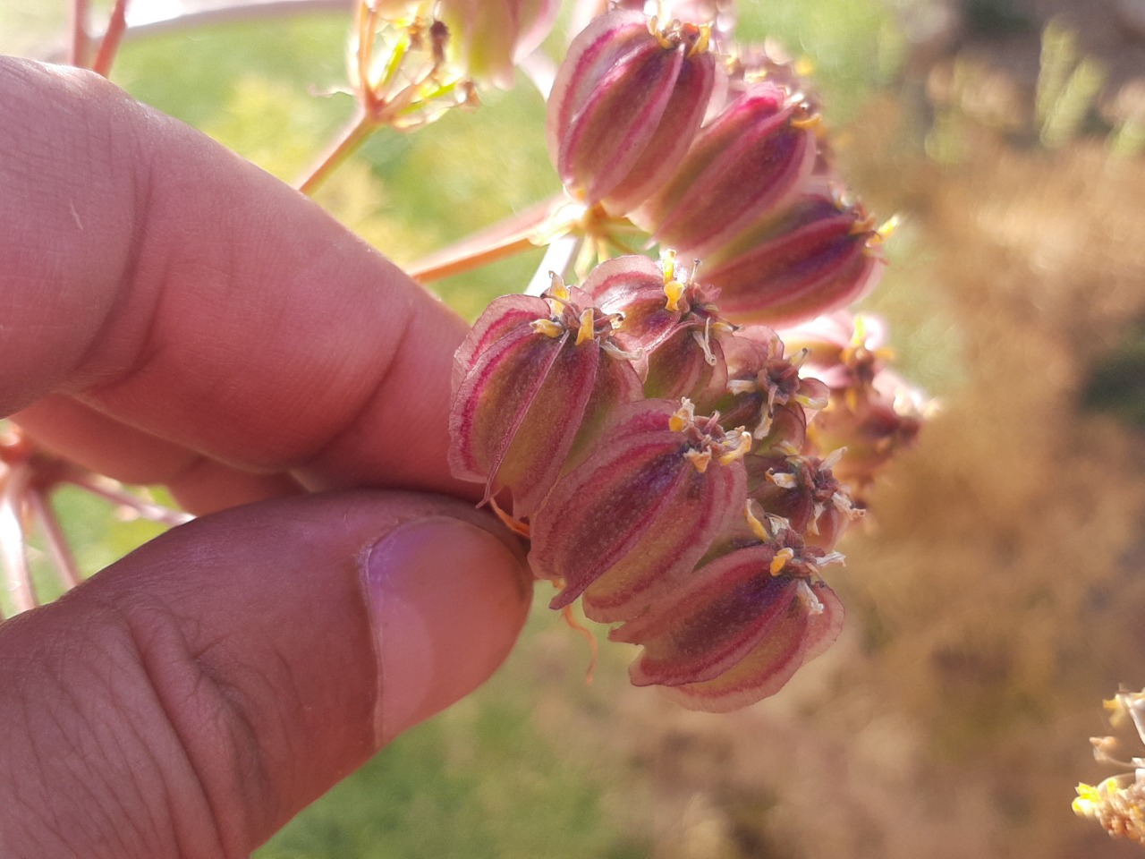 Prangos ferulacea