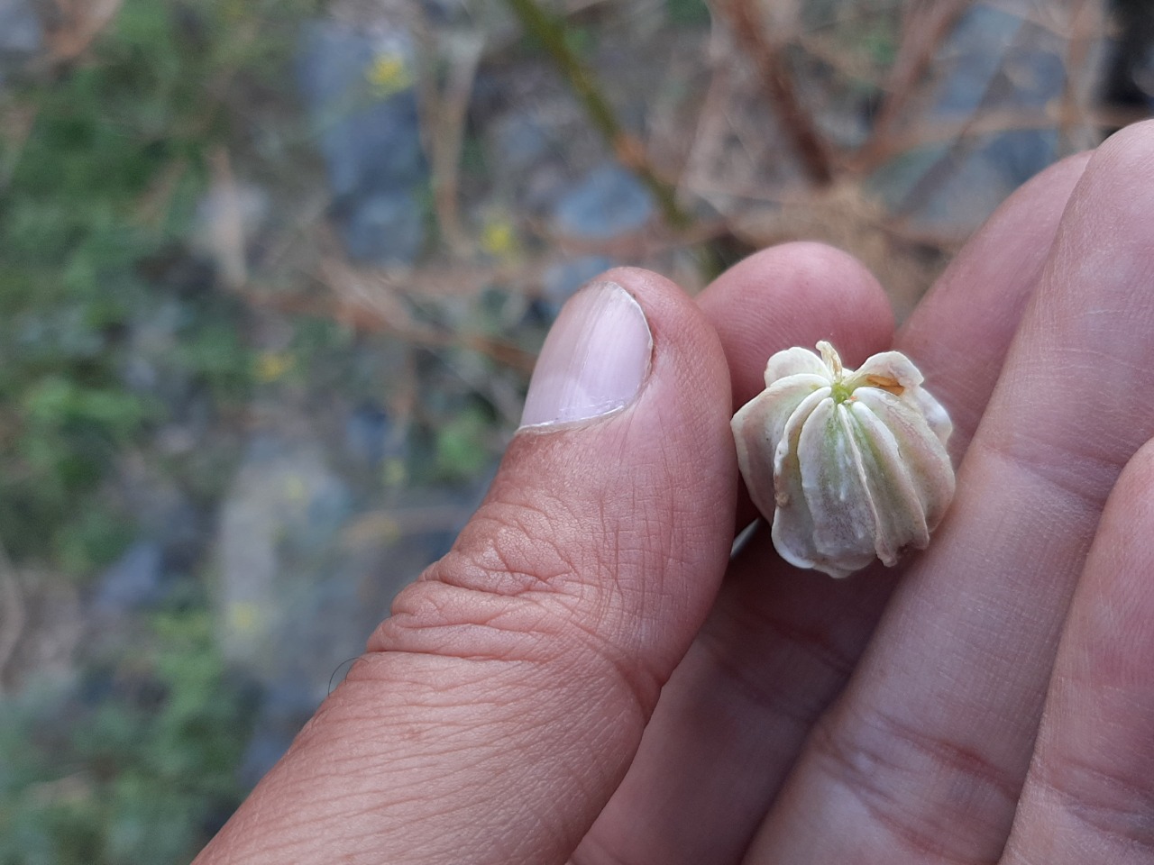 Prangos ferulacea