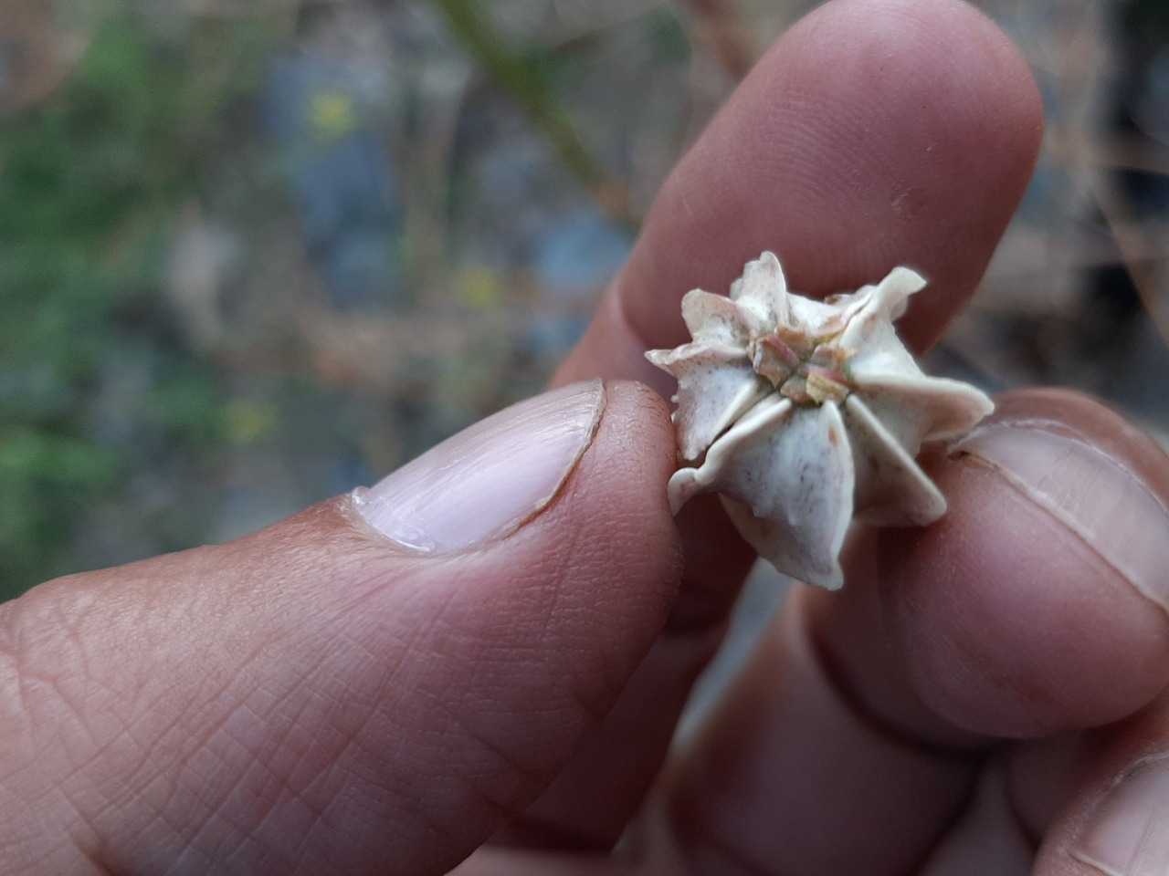 Prangos ferulacea