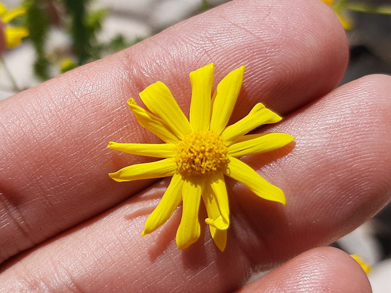 Senecio aquaticus