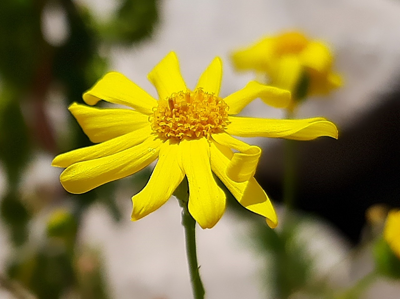 Senecio aquaticus