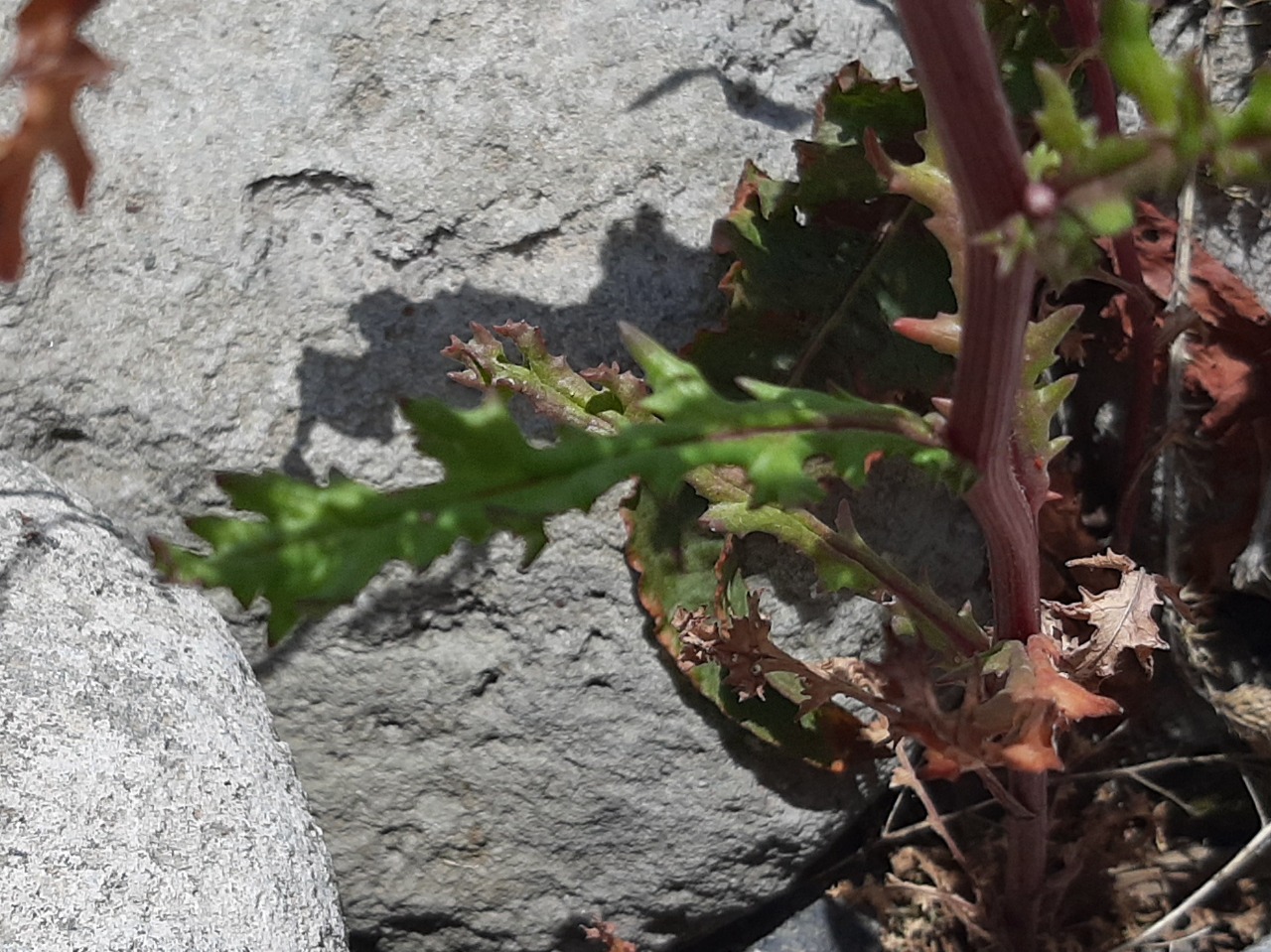 Senecio aquaticus