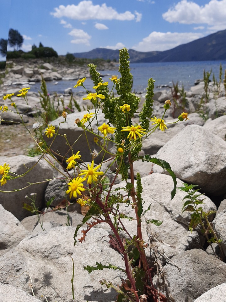 Senecio aquaticus