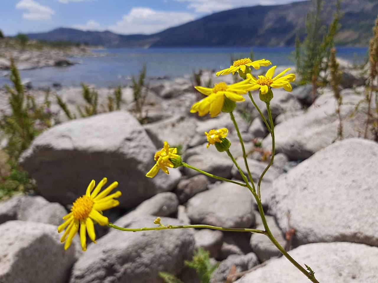 Senecio aquaticus