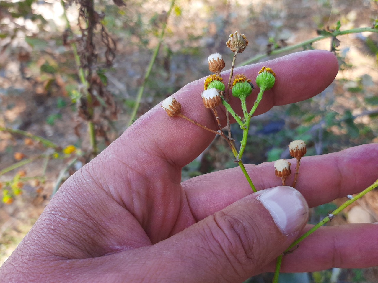 Senecio aquaticus