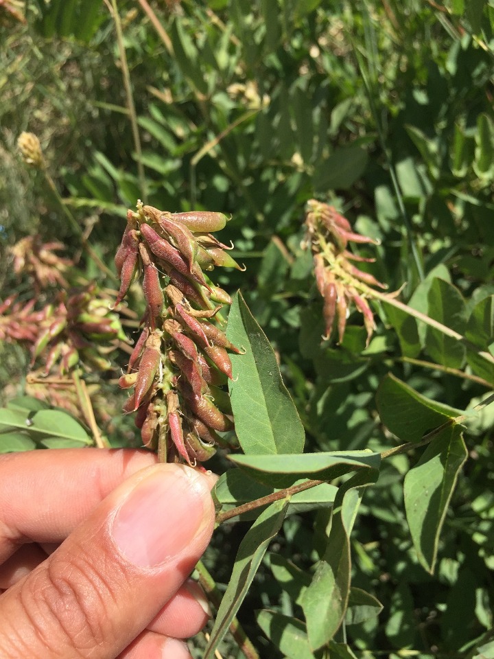 Astragalus fraxinifolius