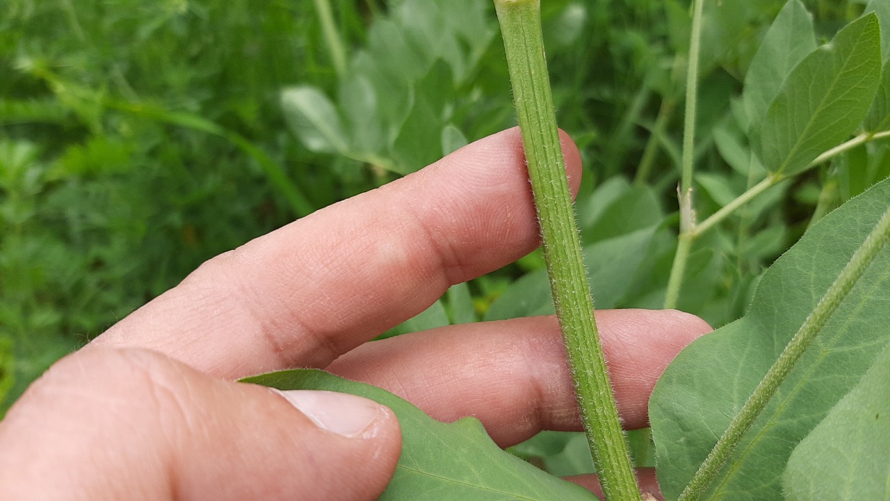 Astragalus fraxinifolius