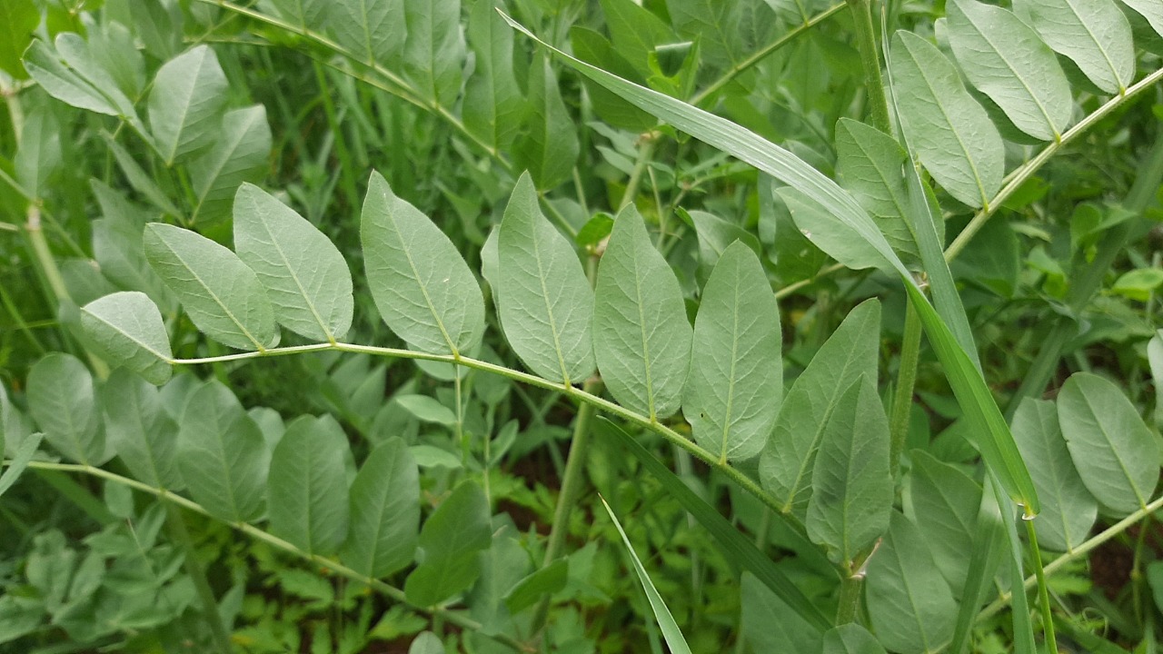 Astragalus fraxinifolius