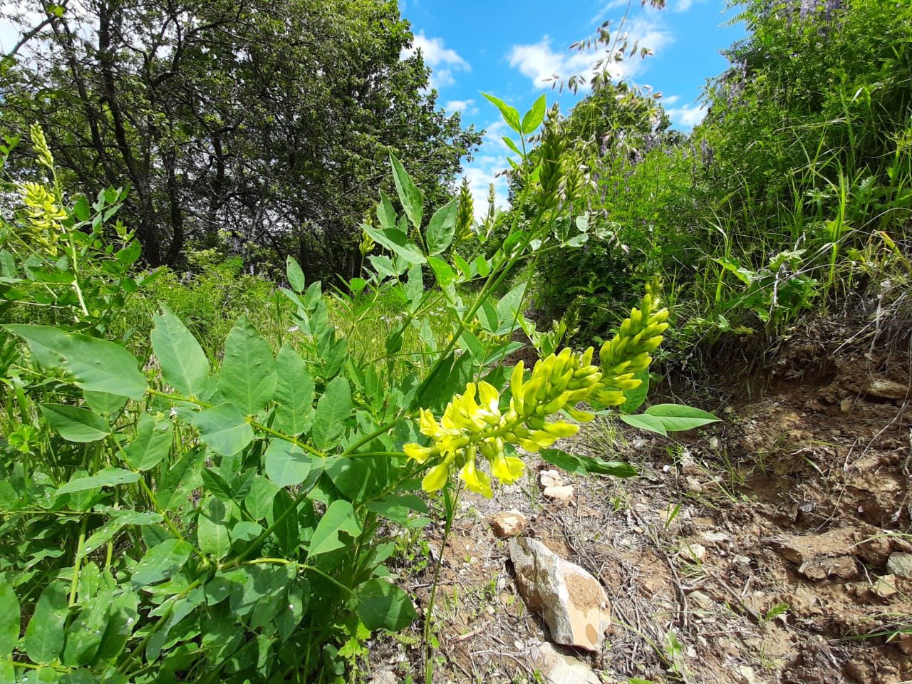 Astragalus fraxinifolius