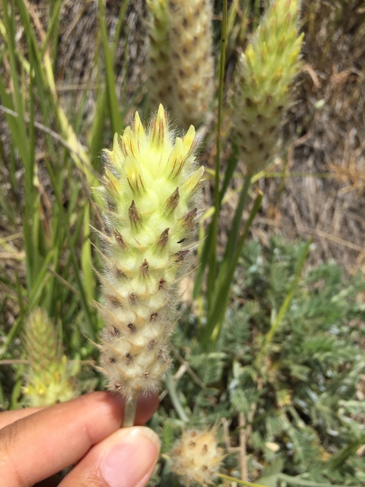 Astragalus lagopoides