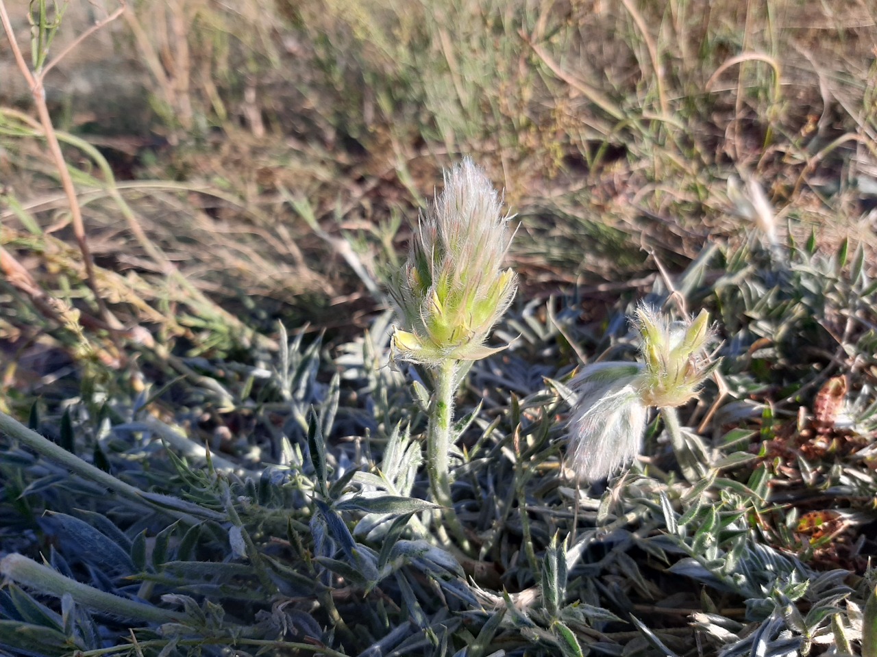 Astragalus lagopoides