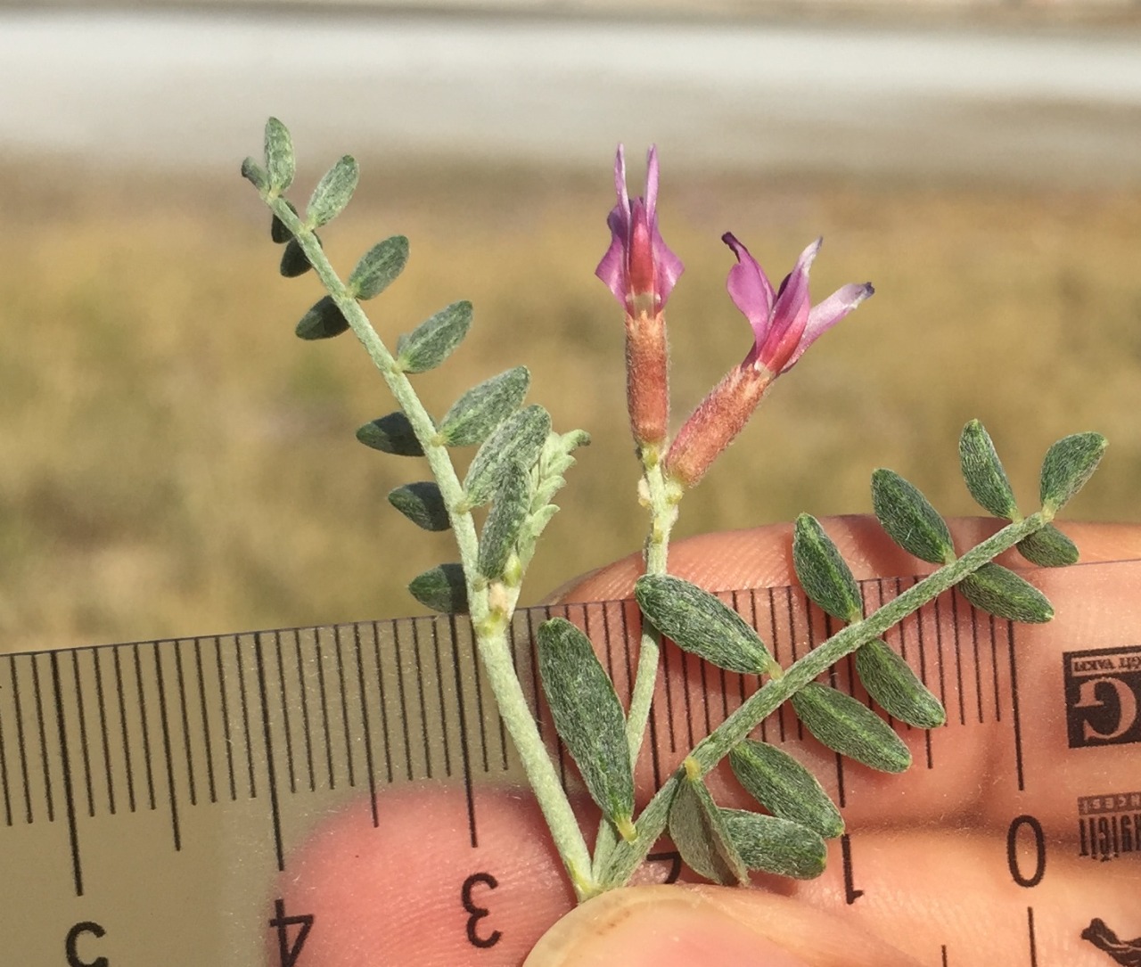 Astragalus ovalis