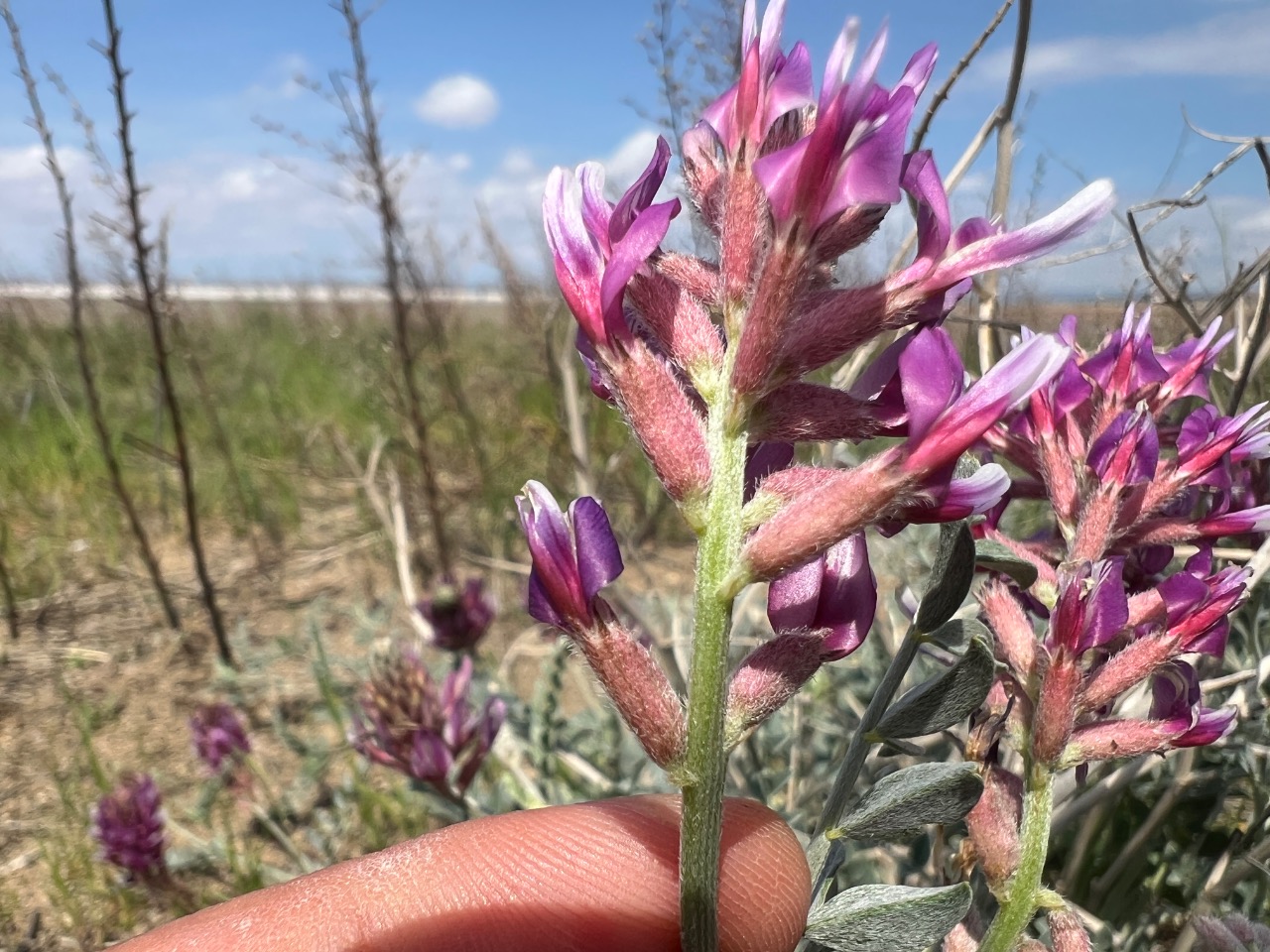 Astragalus ovalis