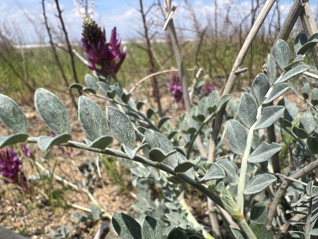 Astragalus ovalis