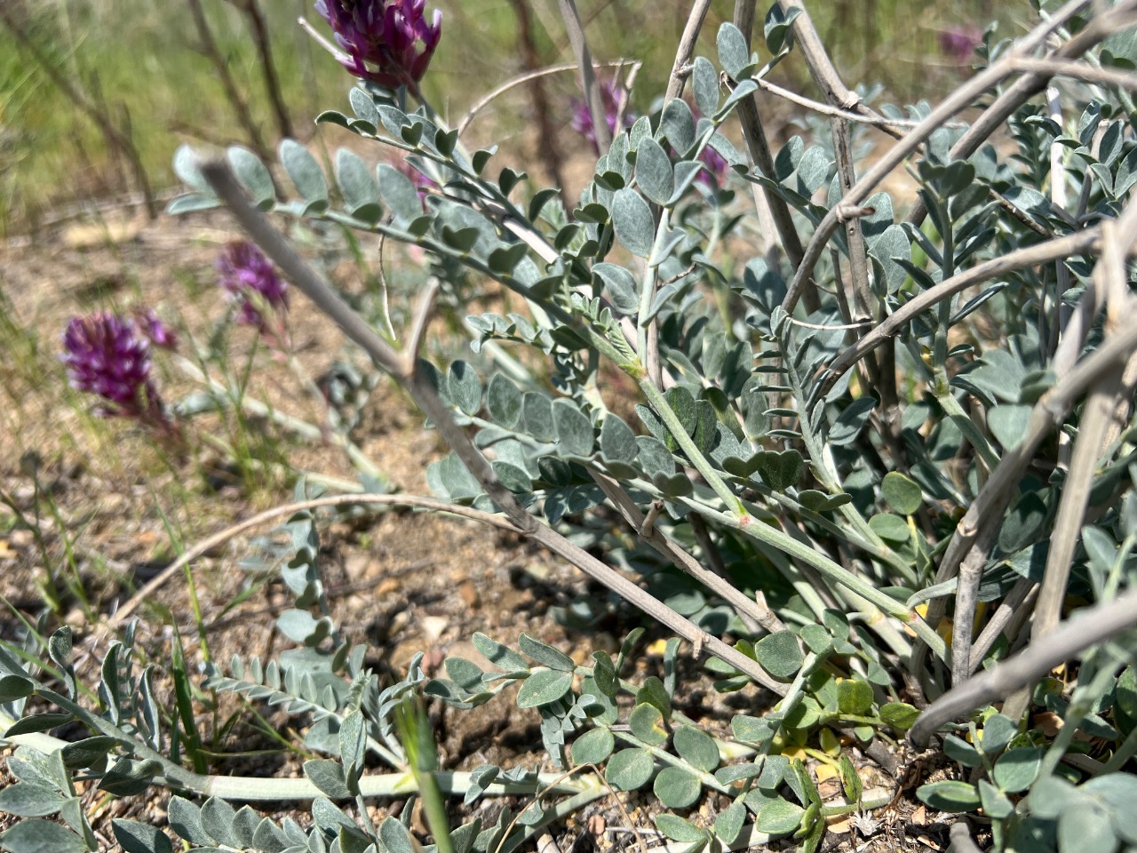 Astragalus ovalis