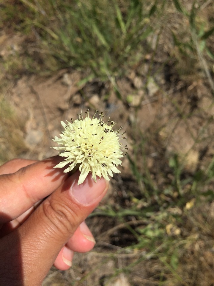 Cephalaria microcephala