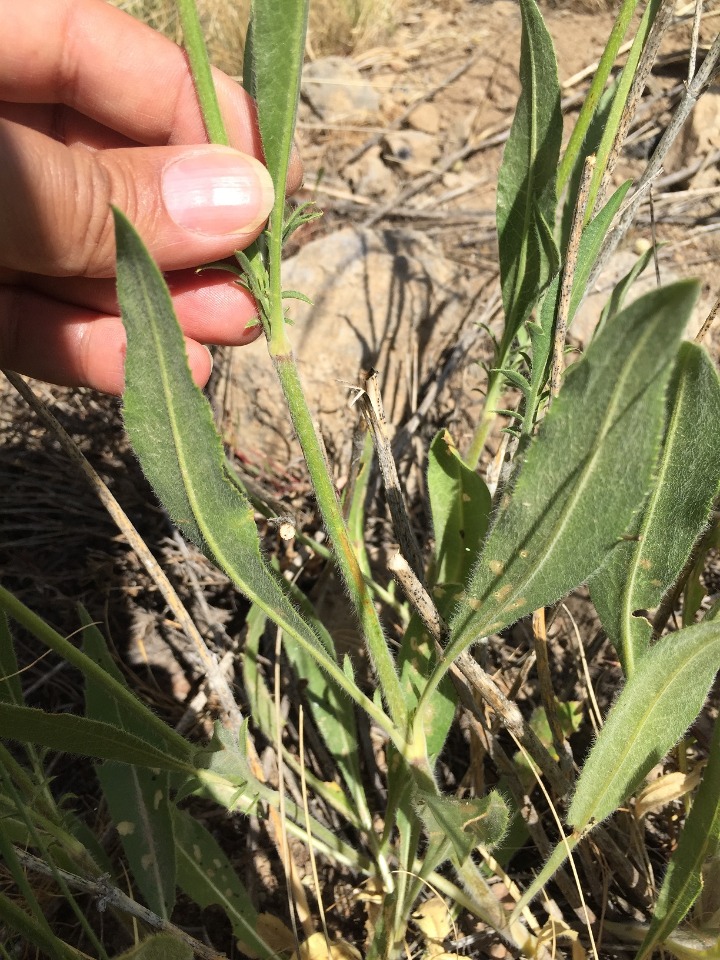 Cephalaria microcephala