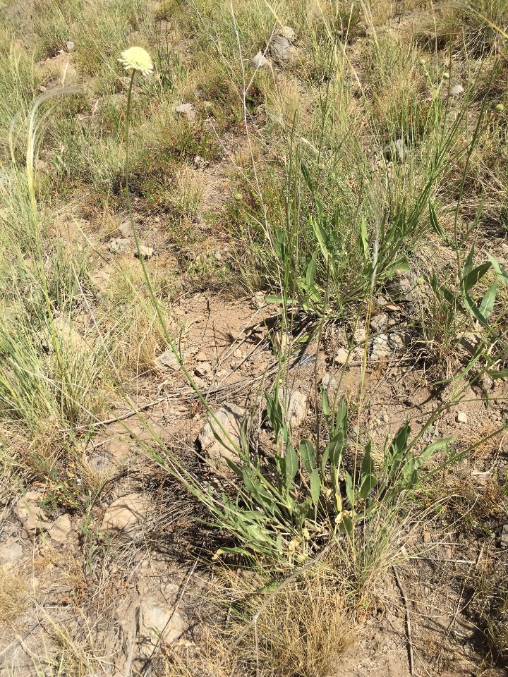 Cephalaria microcephala