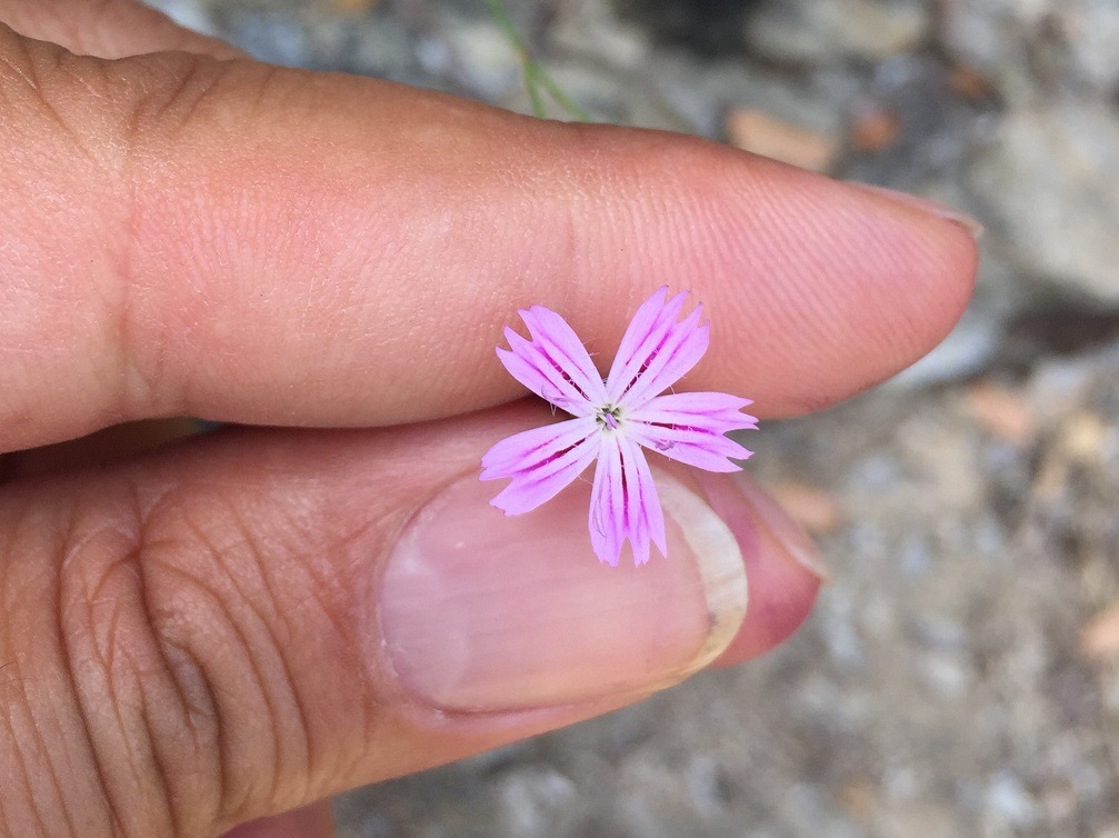 Dianthus strictus