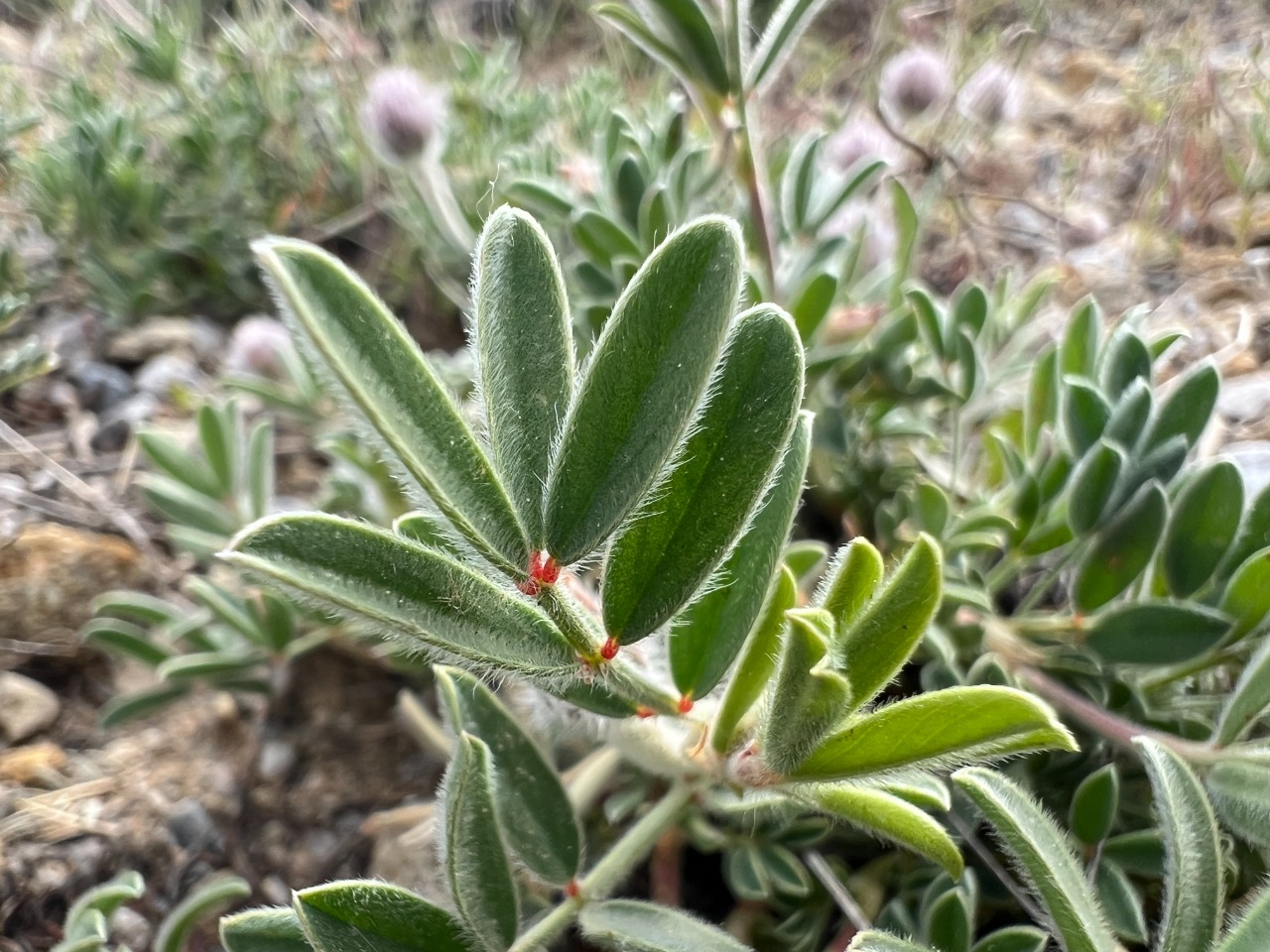 Ebenus laguroides