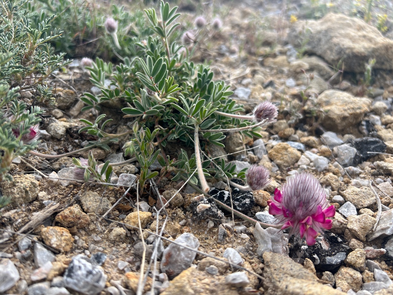 Ebenus laguroides