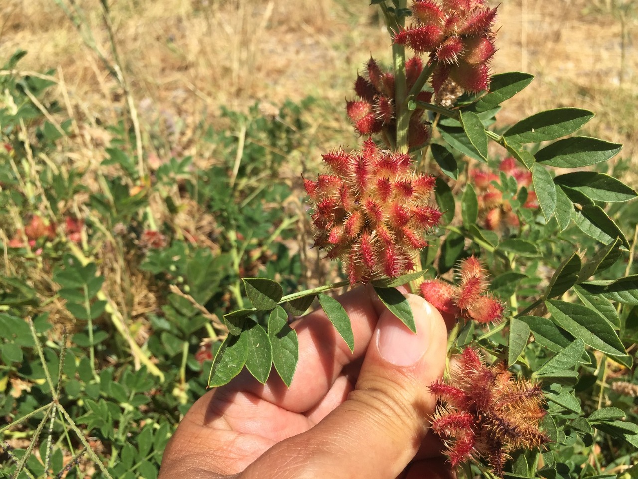 Glycyrrhiza echinata