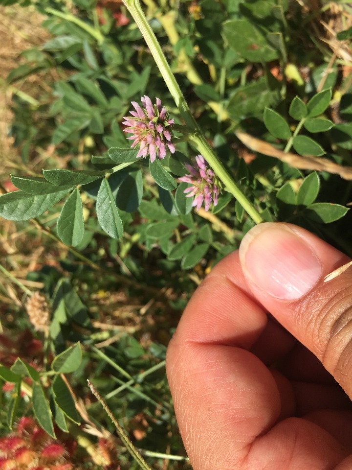 Glycyrrhiza echinata