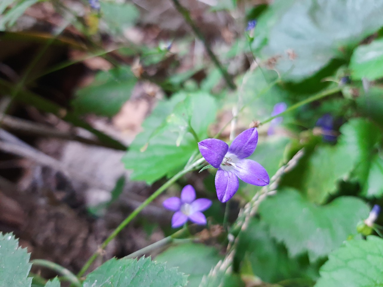 Campanula cymbalaria