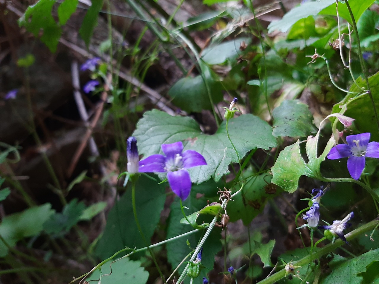 Campanula cymbalaria