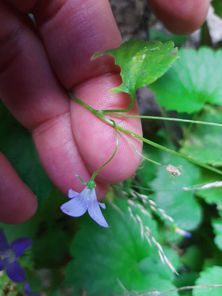 Campanula cymbalaria