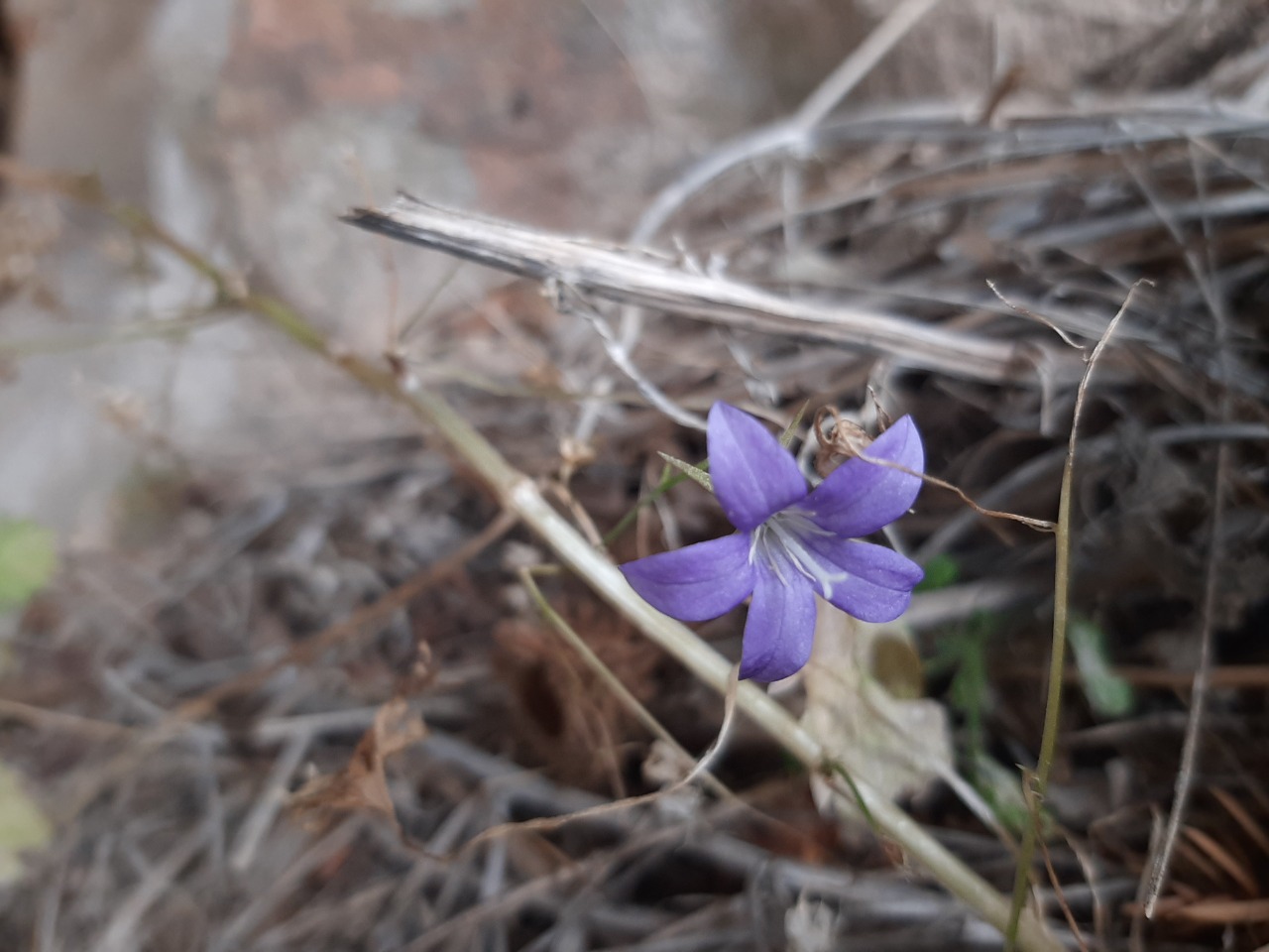 Campanula cymbalaria