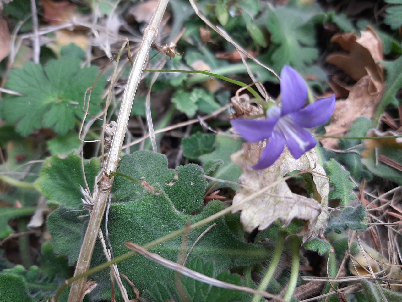 Campanula cymbalaria