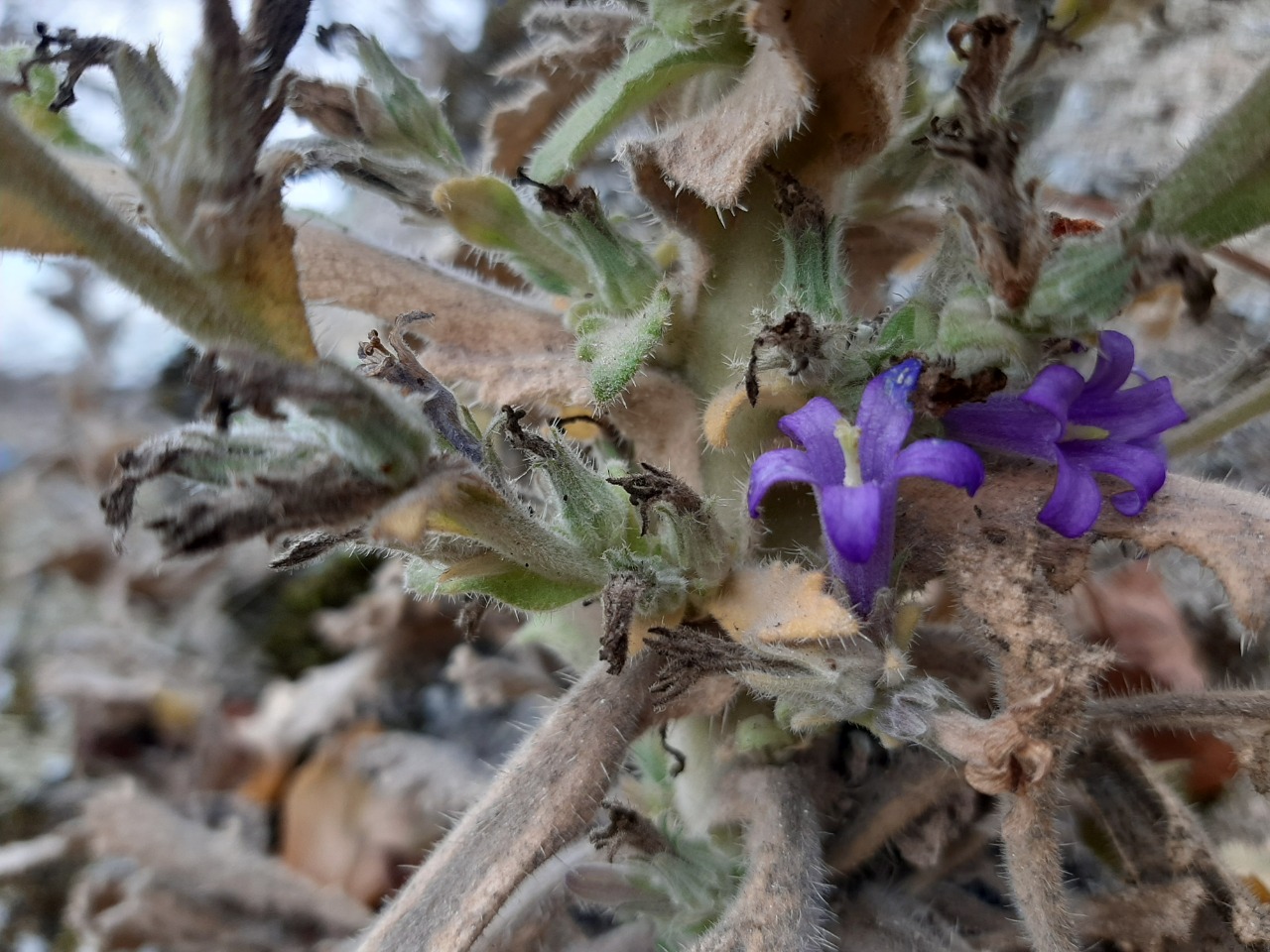 Campanula ajugifolia