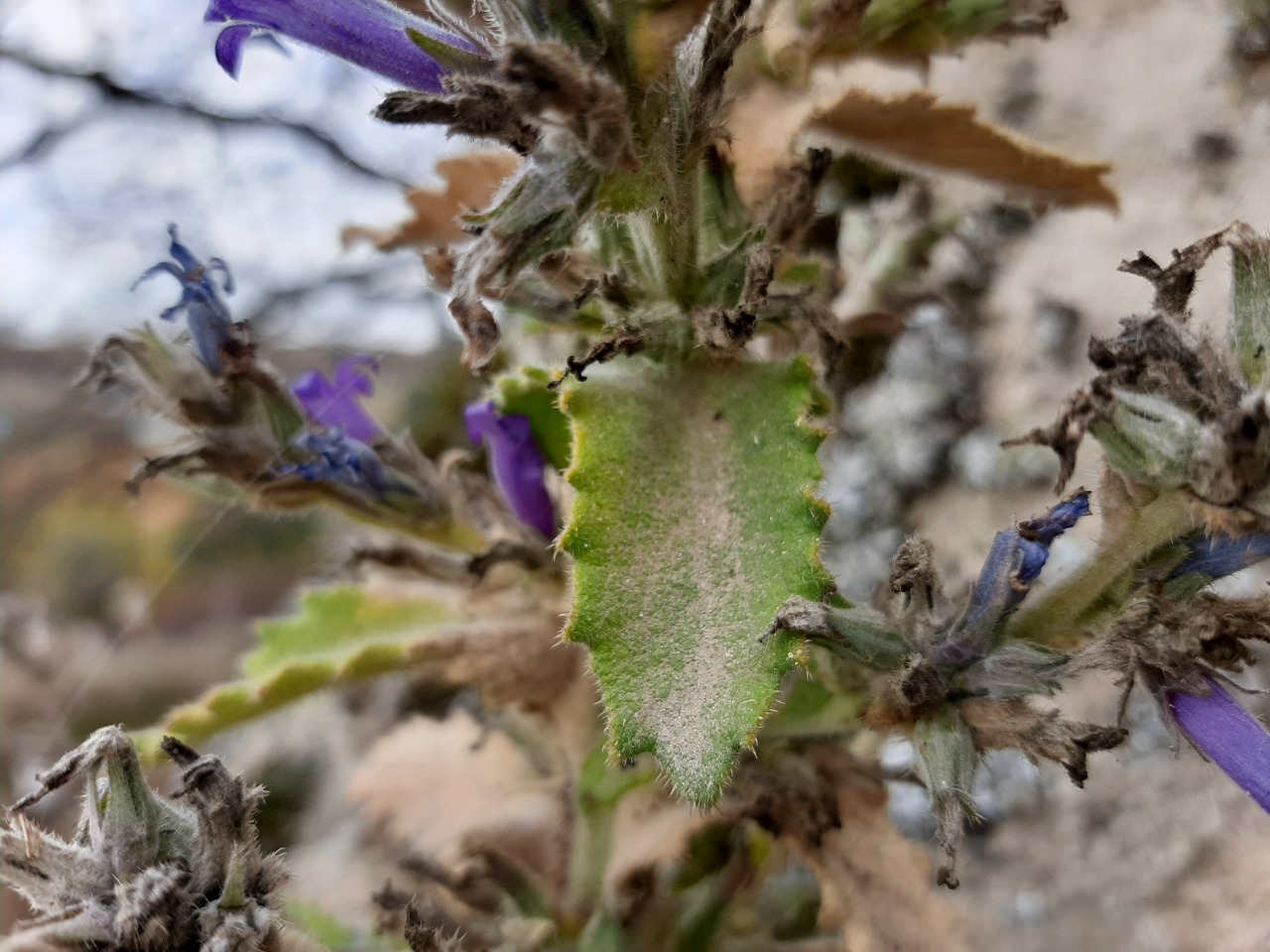 Campanula ajugifolia