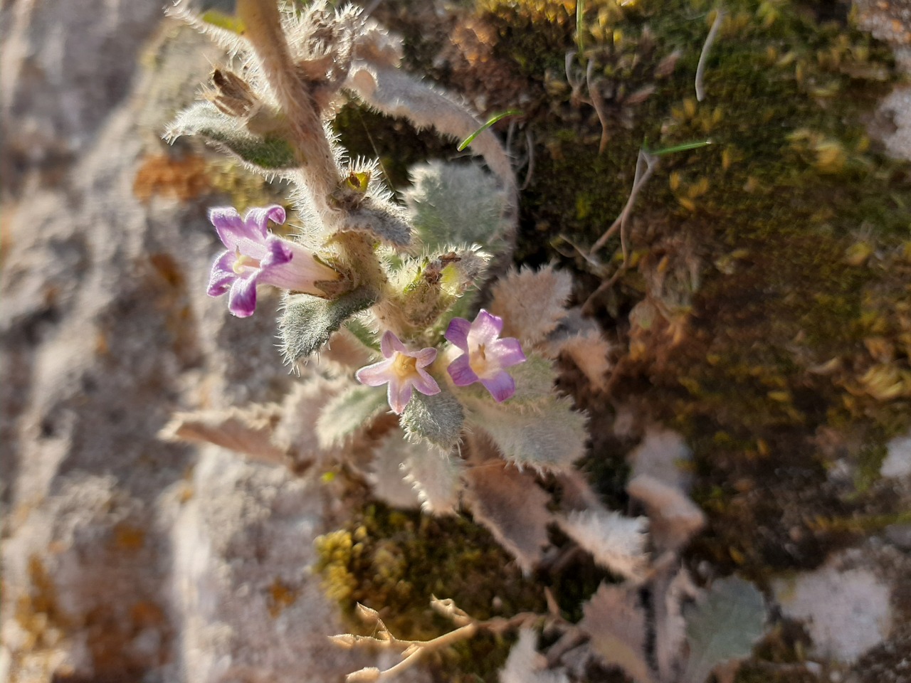 Campanula ajugifolia