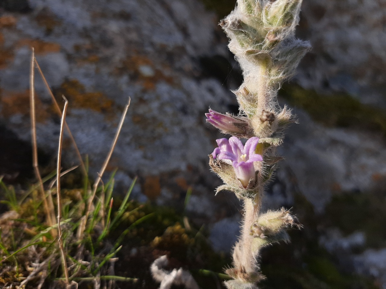 Campanula ajugifolia