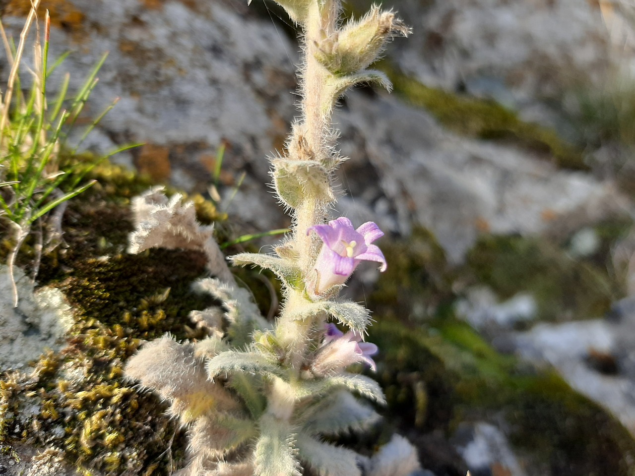 Campanula ajugifolia