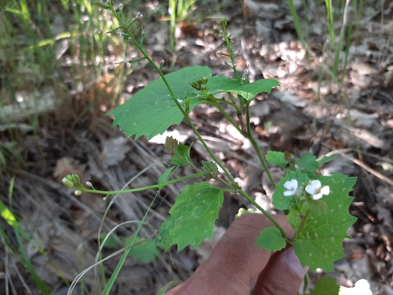 Alliaria petiolata