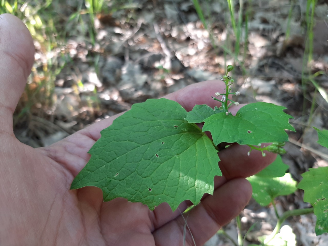 Alliaria petiolata