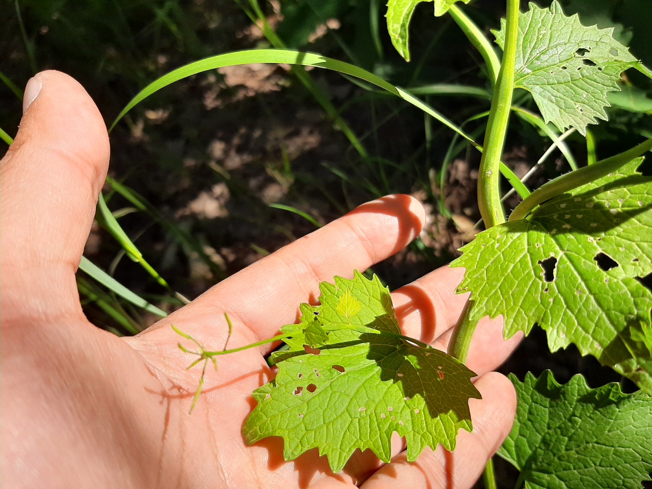 Alliaria petiolata