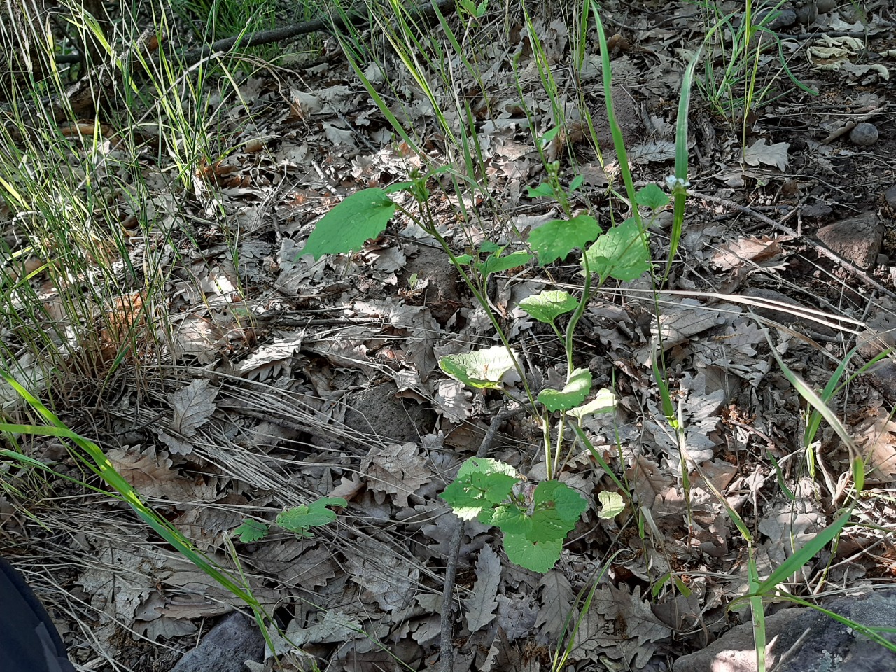 Alliaria petiolata