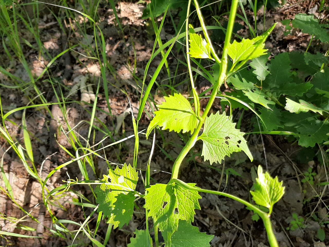 Alliaria petiolata