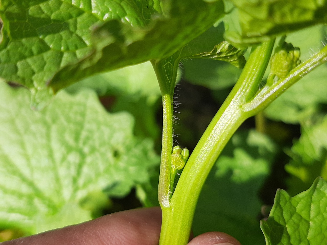 Alliaria petiolata