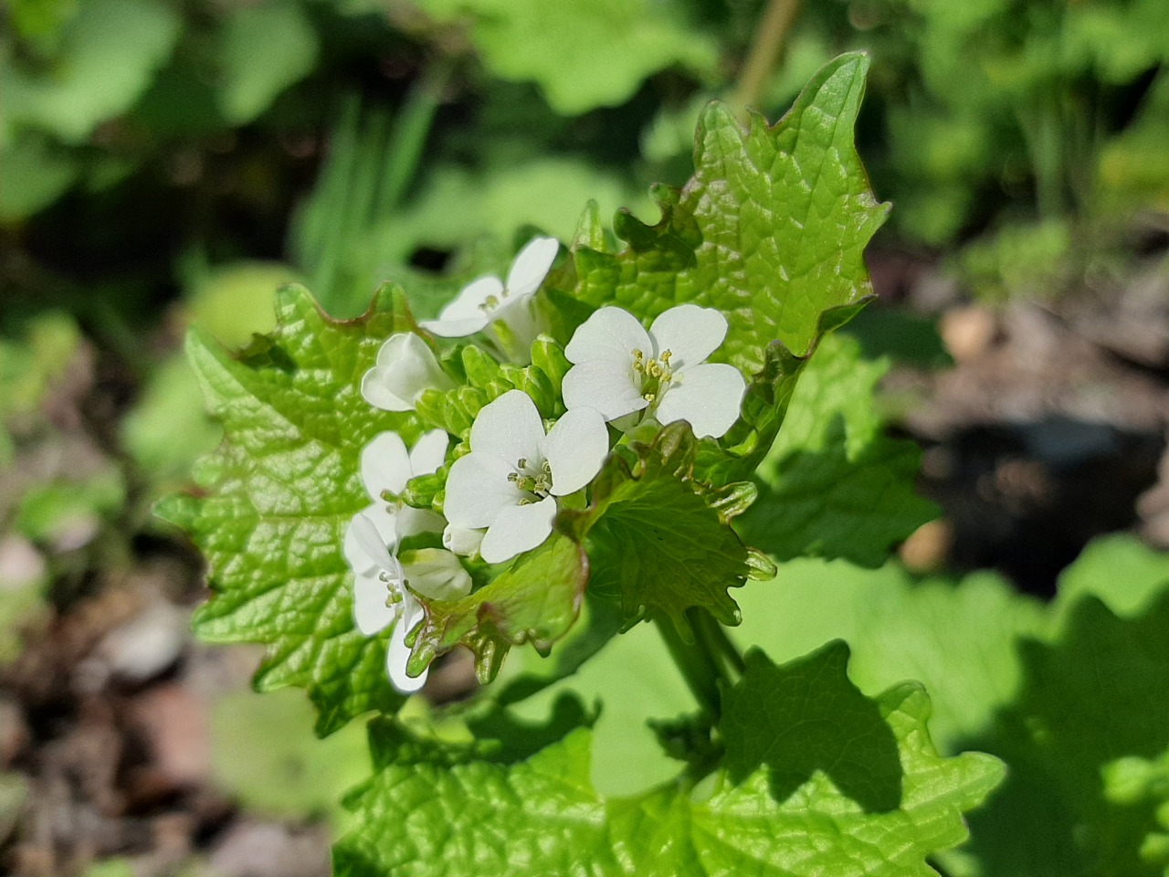 Alliaria petiolata