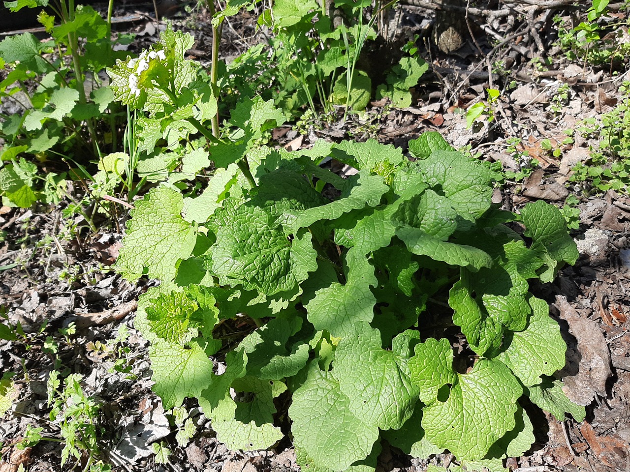 Alliaria petiolata